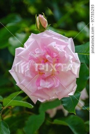 春花漫步 97785293