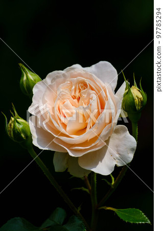 春花漫步 春花漫步 97785294