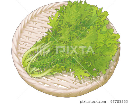 A delicious hand-drawn illustration of a realistic taste of fresh wasabi greens served in a bamboo colander 97785363