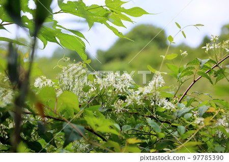 Sengenesou flower Sengenesou flower 97785390