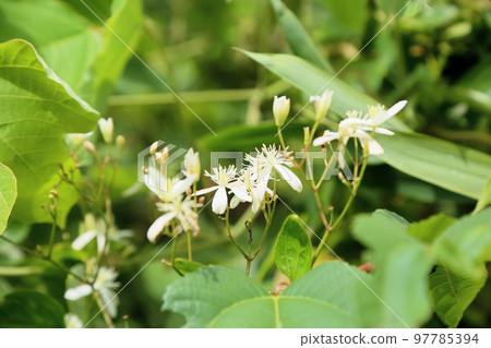 Sengenesou花 97785394