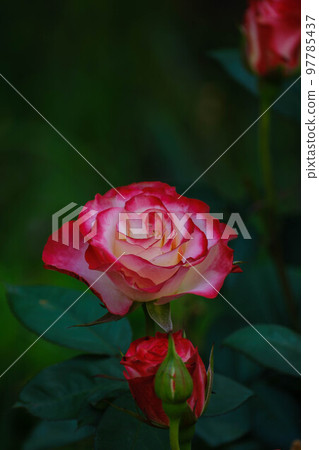 兒童之國玫瑰園 97785437