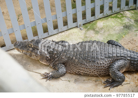 草津熱帶地區的鱷魚 97785517