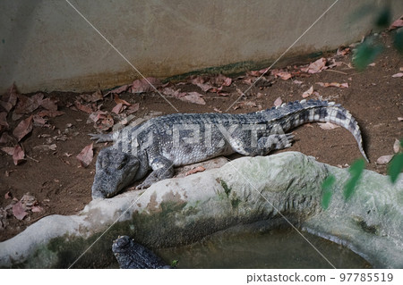 Crocodiles in the Kusatsu Tropics 97785519