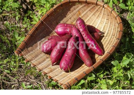 Field sweet potatoes served in a colander Beniharuka 97785572