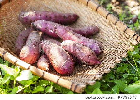 Sweet Potatoes in the Sunbeams Beni Haruka 97785573