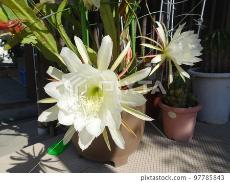 仙人掌花 仙人掌花 97785843