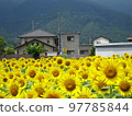 向日葵田 97785844