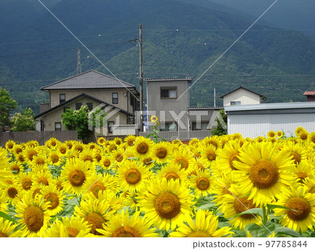 向日葵田 97785844