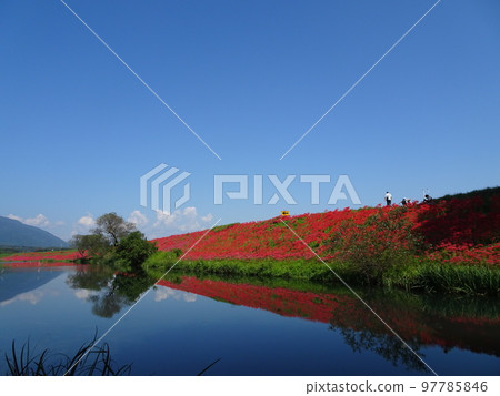 群集孤挺花 97785846