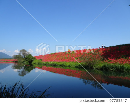 群集孤挺花 97785847