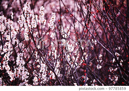 Beautiful plum grove in full bloom 97785859