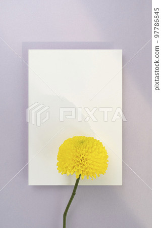 黃菊花和卡片模型 97786845