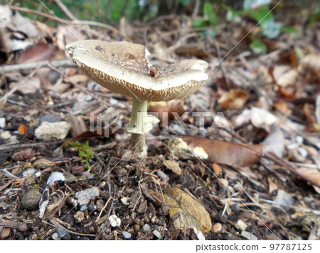 A close-up of a wild mushroom with a flat cap peeking out from among the fallen leaves on the forest floor. 97787125
