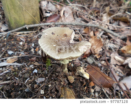 Half-eaten mushroom 97787128