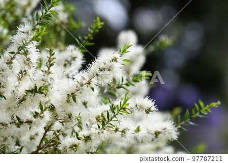 Cream white flowers of an Australian native Melaleuca tea tree, family Myrtaceae. Endemic to NSW. Also known as honey myrtle. Leaves provide tea tree oil used as antiseptic, in perfume industry Cream white flowers of an Australian native Melaleuca tea tree, family Myrtaceae. Endemic to NSW. Also known as honey myrtle. Leaves provide tea tree oil used as antiseptic, in perfume industry 97787211