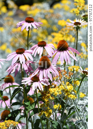 Colorful sunny summer wildflower garden with pink coneflowers Echinacea purpureum and yellow flowers and grey foliage of Snow in Summer Cerastium tomentosum 97787212