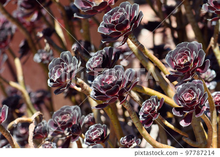 Burgundy dark purple red foliage and rosettes of the succulent plant Aeonium arboretum atropurpureum, family Crassulaceae. Aeoniums are endemic to Canary Islands. Known as black rose or purple rose Burgundy dark purple red foliage and rosettes of the succulent plant Aeonium arboretum atropurpureum, family Crassulaceae. Aeoniums are endemic to Canary Islands. Known as black rose or purple rose 97787214