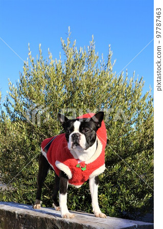 身穿聖誕老人服裝的波士頓梗Mighty，爬上臥舖享受散步的樂趣♡ 97787463
