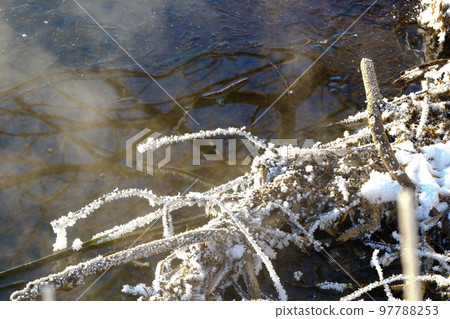 Hoarfrost on trees in midwinter 97788253