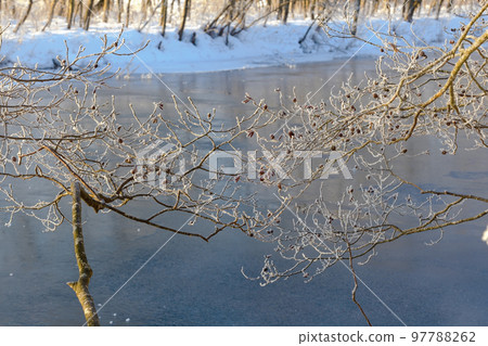 隆冬時樹上的白霜 隆冬時樹上的白霜 97788262