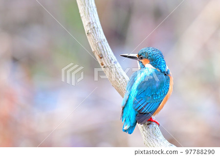 翠鳥/翠鳥 97788290