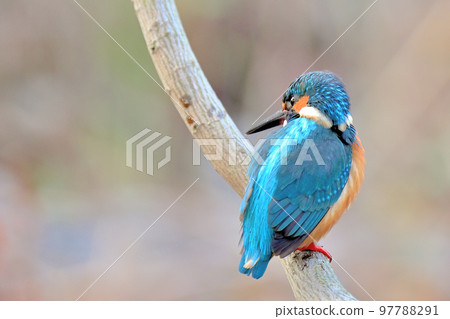 翠鳥/翠鳥 翠鳥/翠鳥 97788291