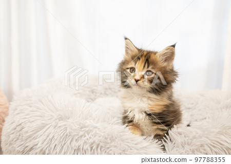 緬因貓小貓從蓬鬆的床上伸出來 97788355