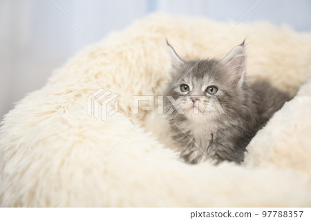 Maine coon kitten sticking out of fluffy bed 97788357
