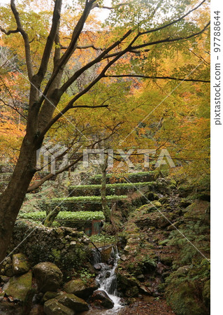 秋葉與芥末 97788644