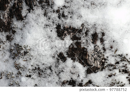 冬日的奧日光戰場原,靜謐的世界展開。偶爾瞥見的藍天,雪地上飛舞的粉雪,景色妙不可言。 冬日的奧日光戰場原,靜謐的世界展開。偶爾瞥見的藍天,雪地上飛舞的粉雪,景色妙不可言。 97788752