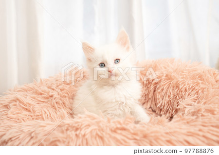 White Maine Coon kitten looking out of pink bed 97788876