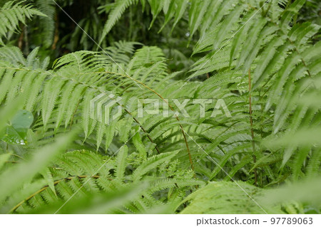 Yela Valley Ka Forest at Kosrae, Federated States of Micronesia. 97789063