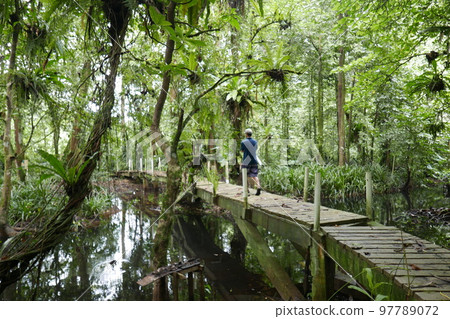 Yela Valley Ka Forest at Kosrae, Federated States of Micronesia. 97789072