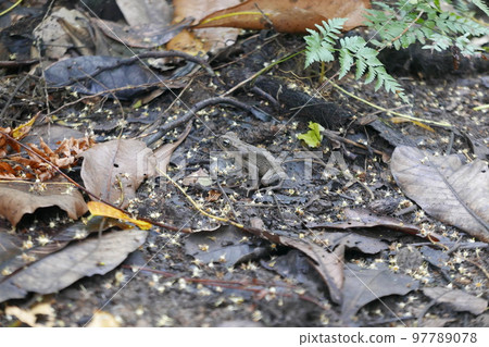 Yela Valley Ka Forest at Kosrae, Federated States of Micronesia. 97789078