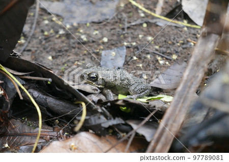 Yela Valley Ka Forest at Kosrae, Federated States of Micronesia. 97789081