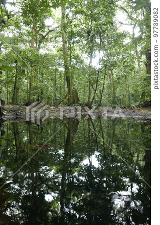 Yela Valley Ka Forest at Kosrae, Federated States of Micronesia. 97789082