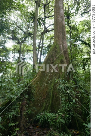 Yela Valley Ka Forest at Kosrae, Federated States of Micronesia. 97789083