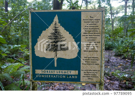 Yela Valley Ka Forest at Kosrae, Federated States of Micronesia. 97789095