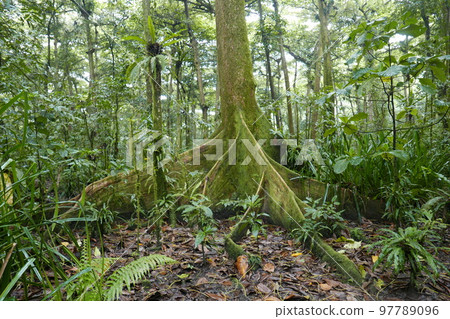 Yela Valley Ka Forest at Kosrae, Federated States of Micronesia. 97789096