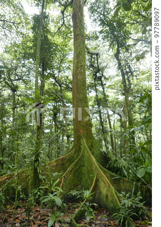 Yela Valley Ka Forest at Kosrae, Federated States of Micronesia. 97789097