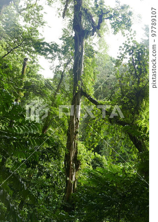 Yela Valley Ka Forest at Kosrae, Federated States of Micronesia. 97789107