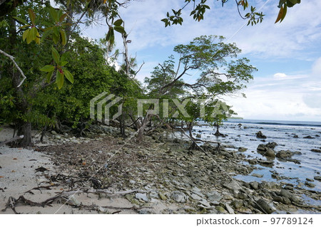 Yela Valley Ka Forest at Kosrae, Federated States of Micronesia. Yela Valley Ka Forest at Kosrae, Federated States of Micronesia. 97789124