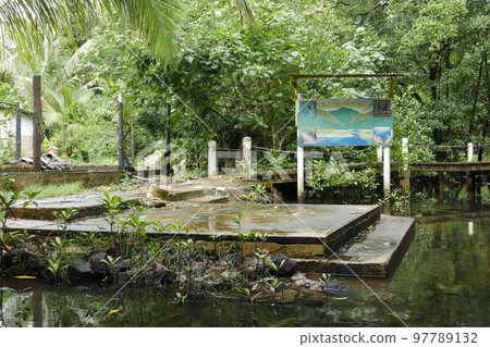 Yela Valley Ka Forest at Kosrae, Federated States of Micronesia. 97789132