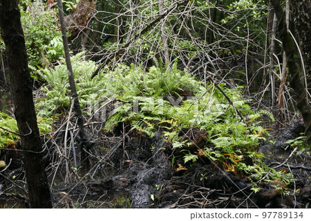Yela Valley Ka Forest at Kosrae, Federated States of Micronesia. 97789134