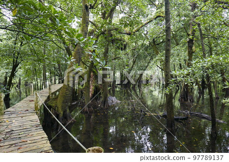 Yela Valley Ka Forest at Kosrae, Federated States of Micronesia. 97789137