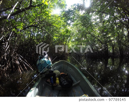 Yela Valley Ka Forest at Kosrae, Federated States of Micronesia. 97789145