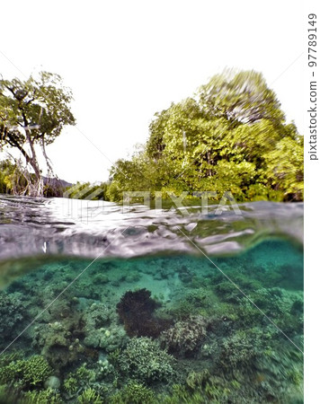 Yela Valley Ka Forest at Kosrae, Federated States of Micronesia. 97789149