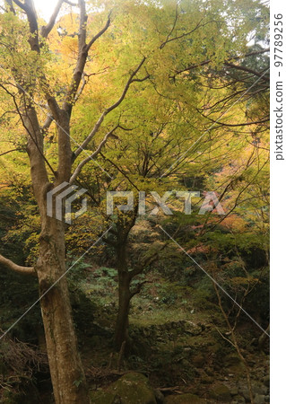 Autumn leaves with wasabi 97789256