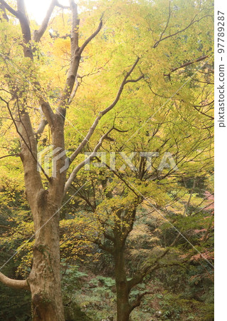 秋葉與芥末 秋葉與芥末 97789287